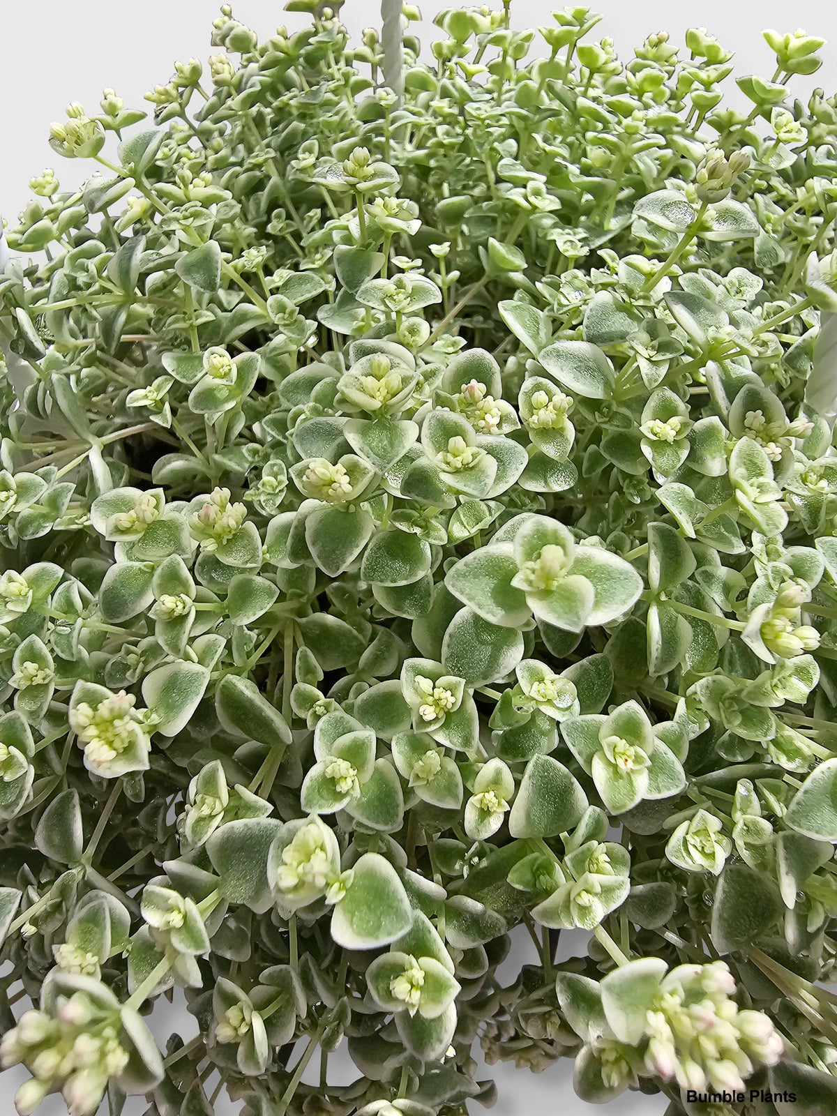 Sedum Little Missy