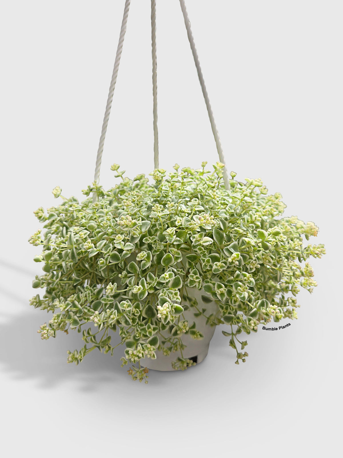 Sedum Little Missy