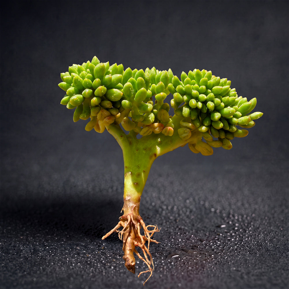 Sedum 'Alice Evans' Crested Crown Diameter 3"-3.5"