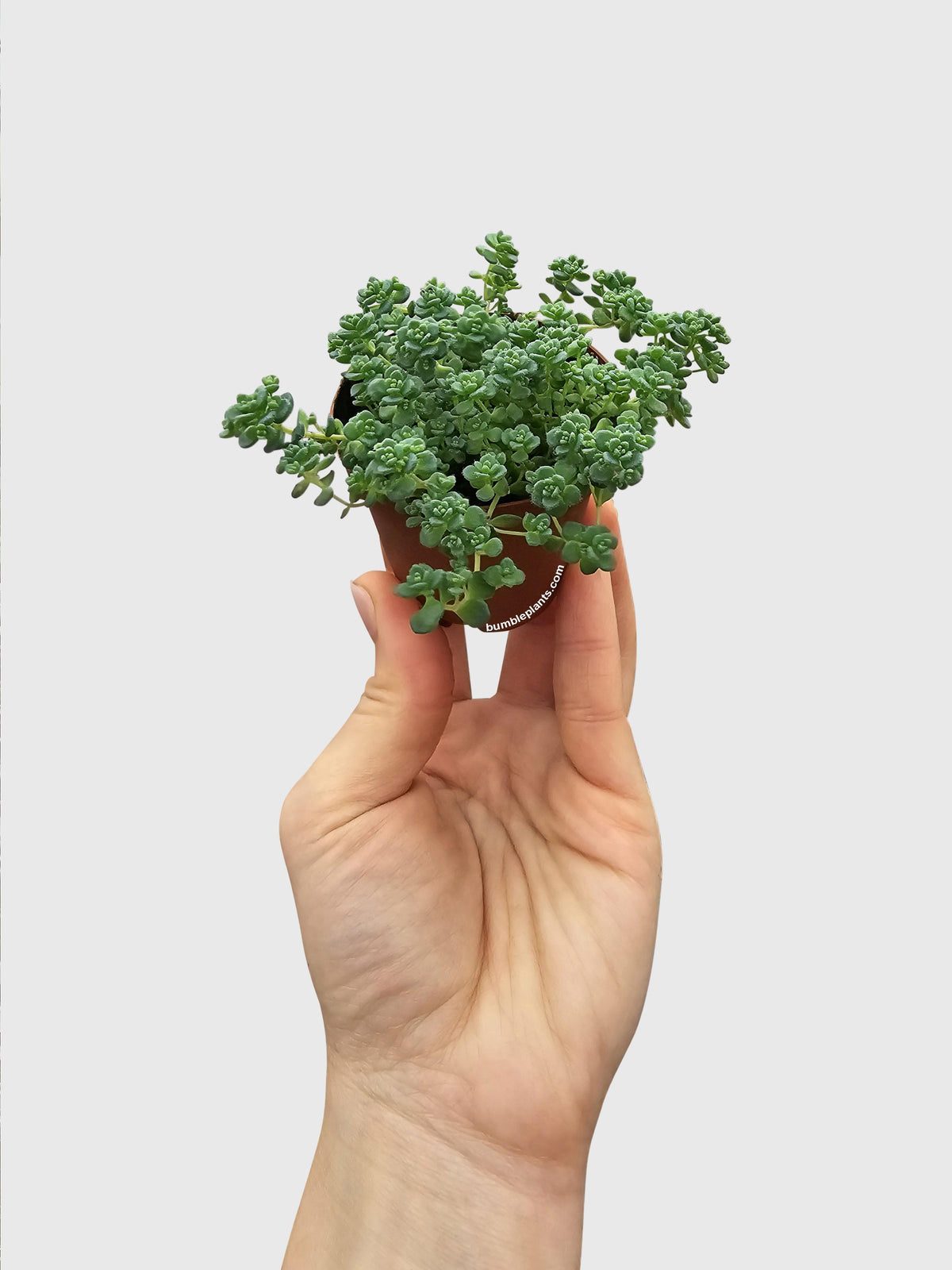 Sedum Limelight Green Mound Succulent