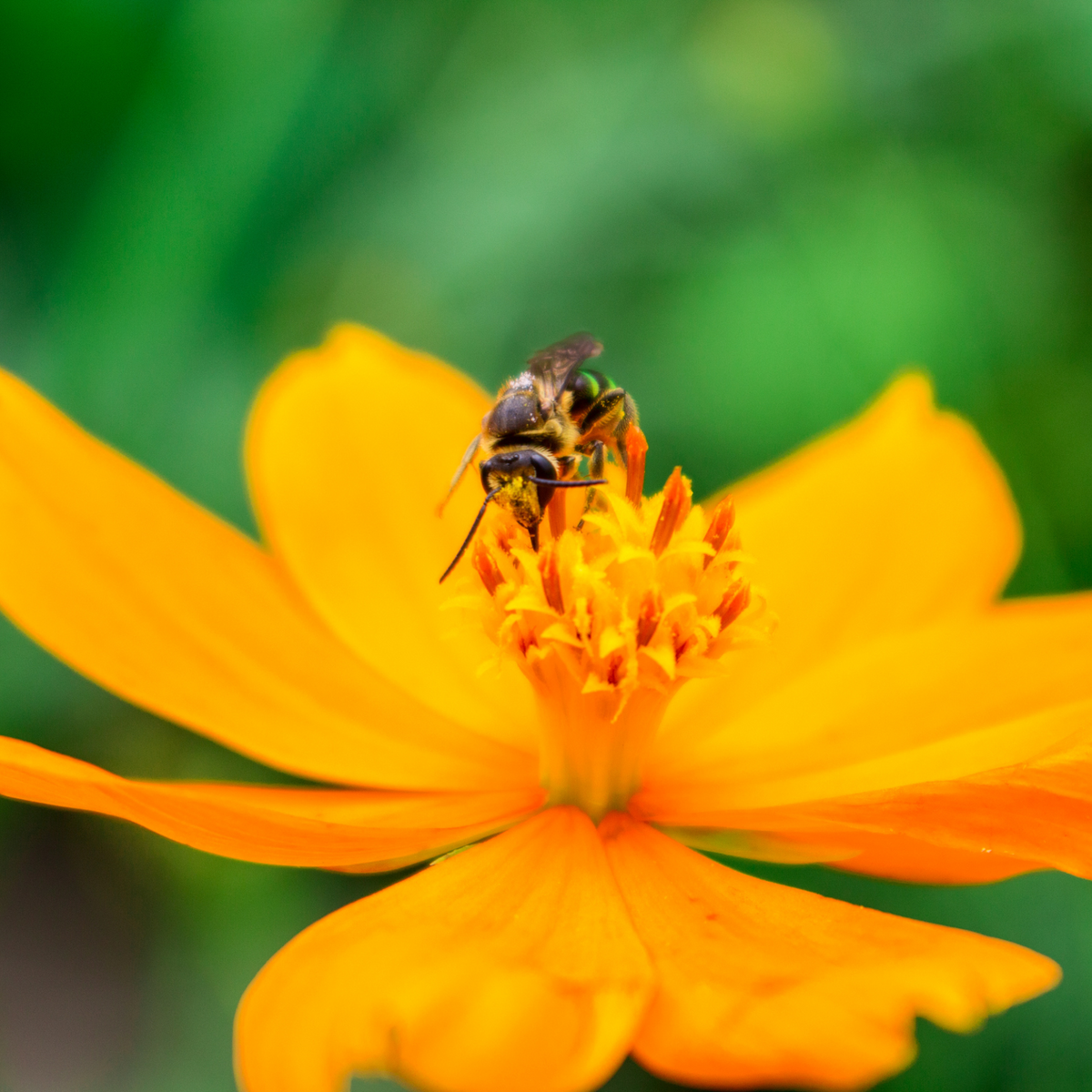 Pollinator Power Vault Heirloom Seeds