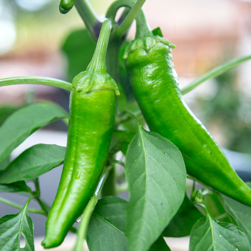 Anaheim Pepper Seeds