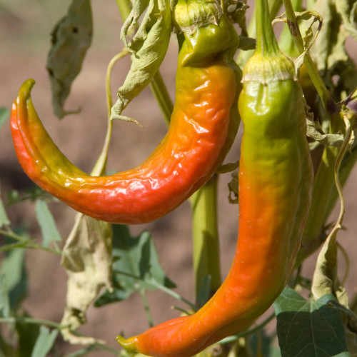 Anaheim Pepper Seeds