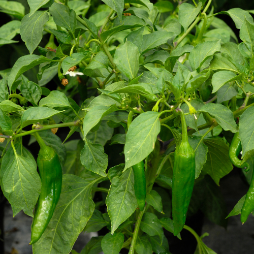 Anaheim Pepper Seeds