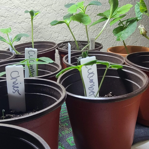 Seedling Transplant Pots