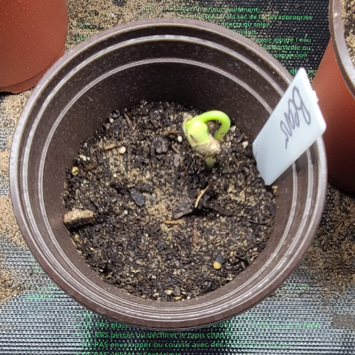 Seedling Heat Mat
