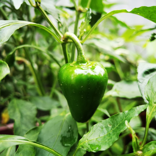 Bell Pepper Seeds