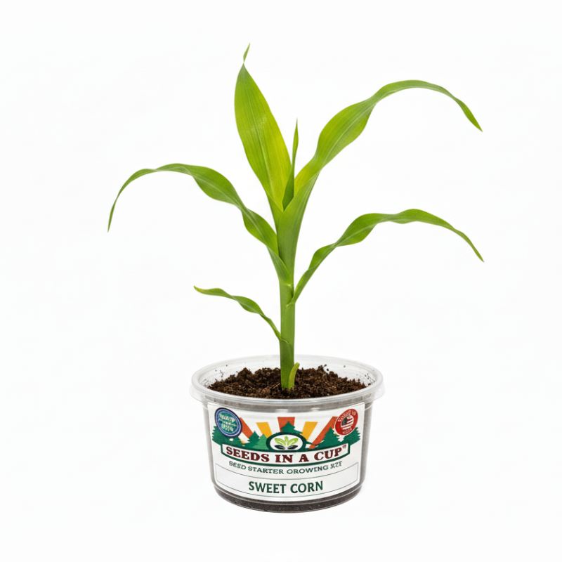 Sweet Corn Grow Kit | Grow Sweet Corn from Seed | Seeds In A Cup®