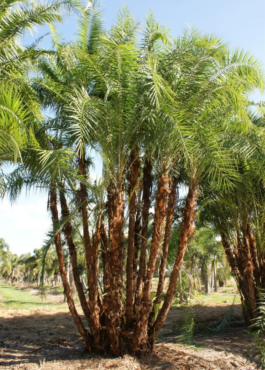 Senegal Date (Phoenix reclinata)
