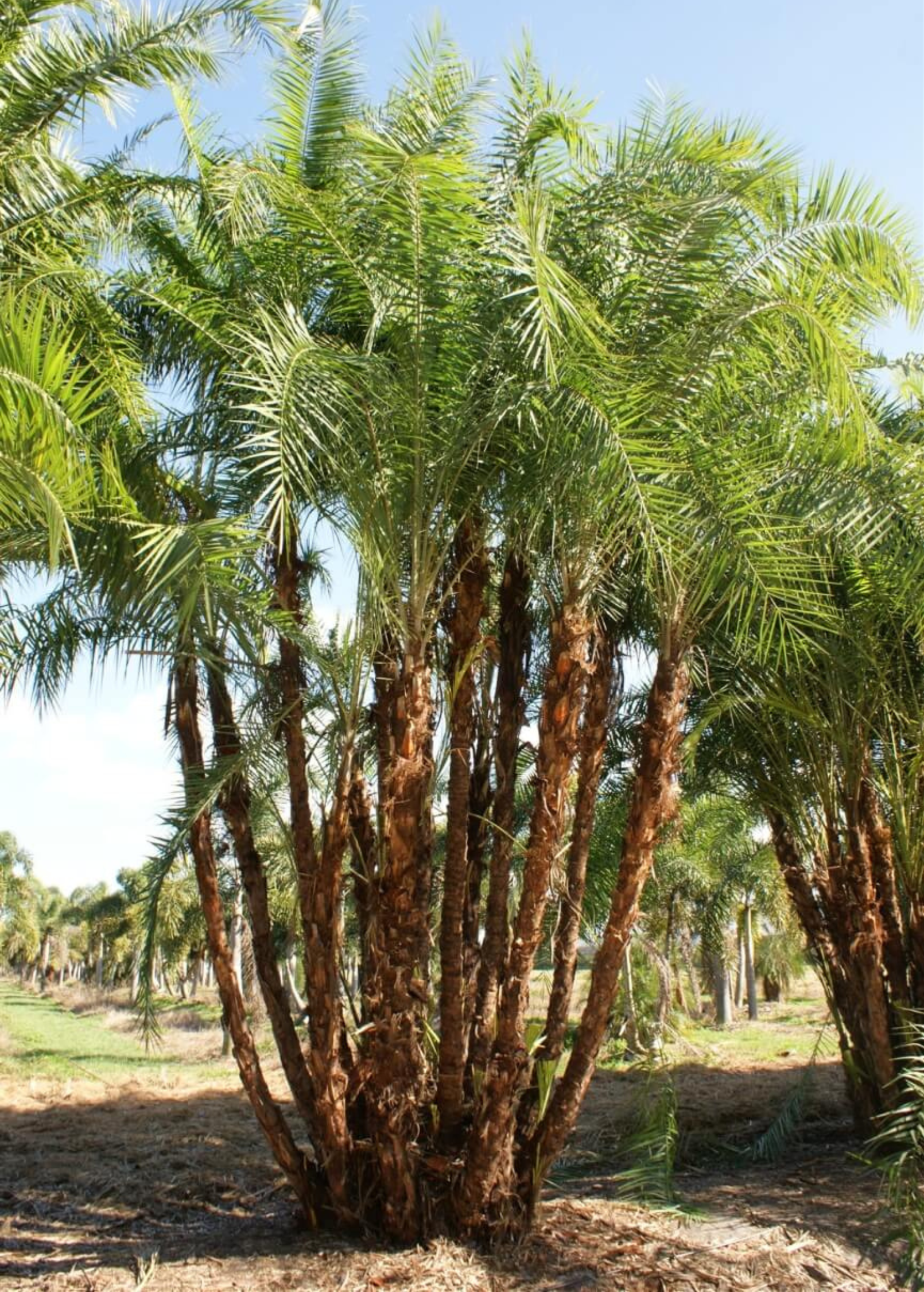 Senegal Date (Phoenix reclinata)