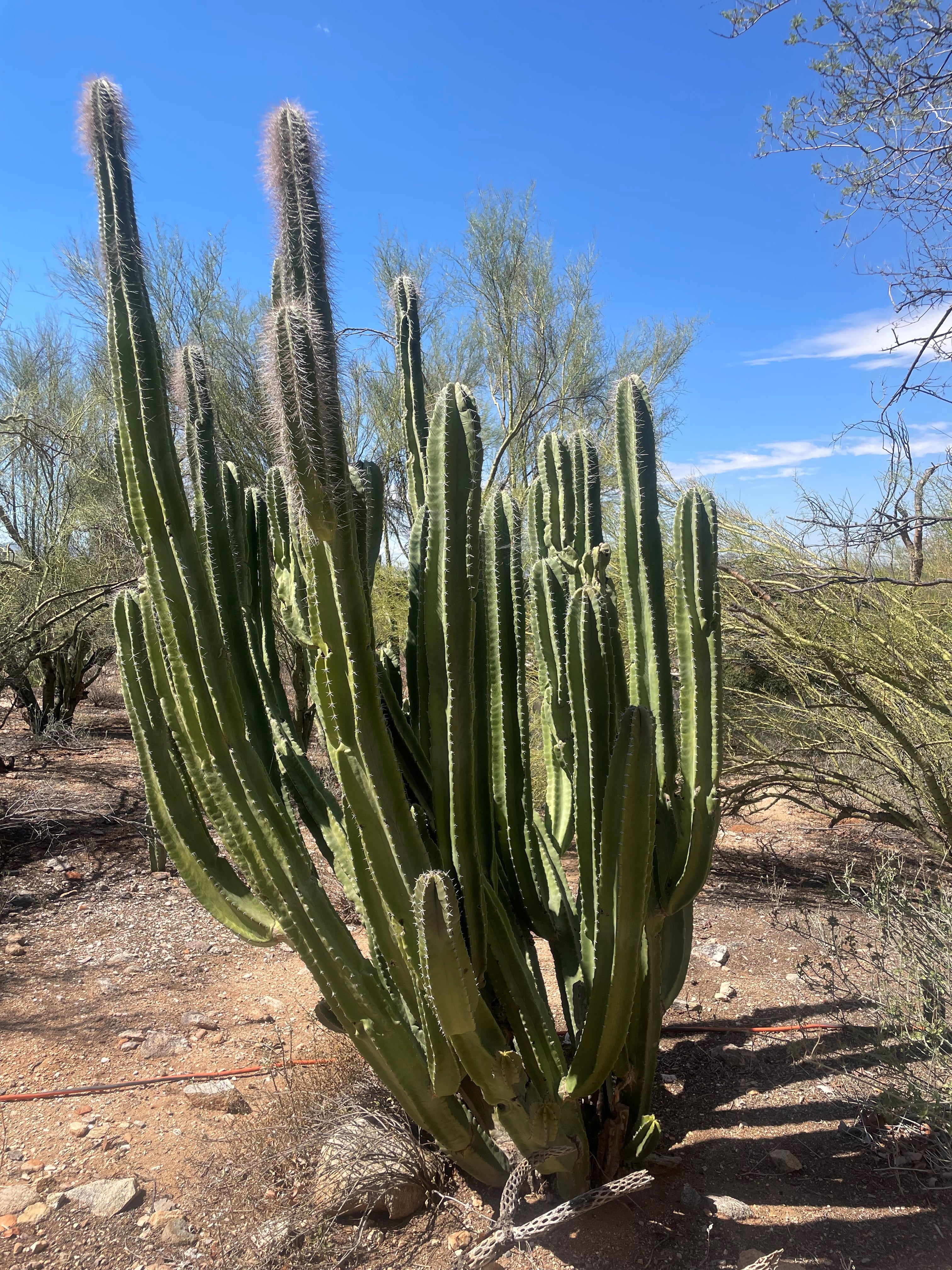Senita Cactus