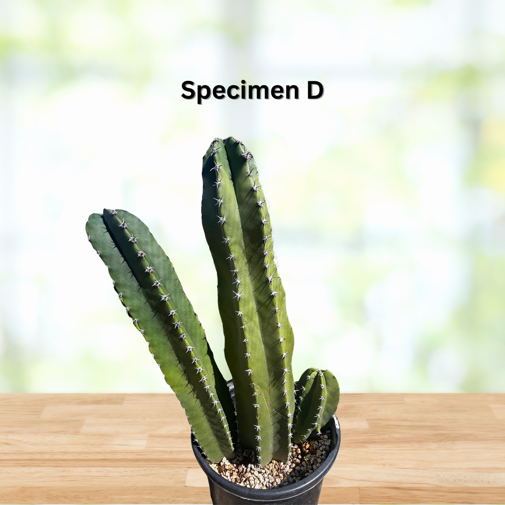 Senita Cactus