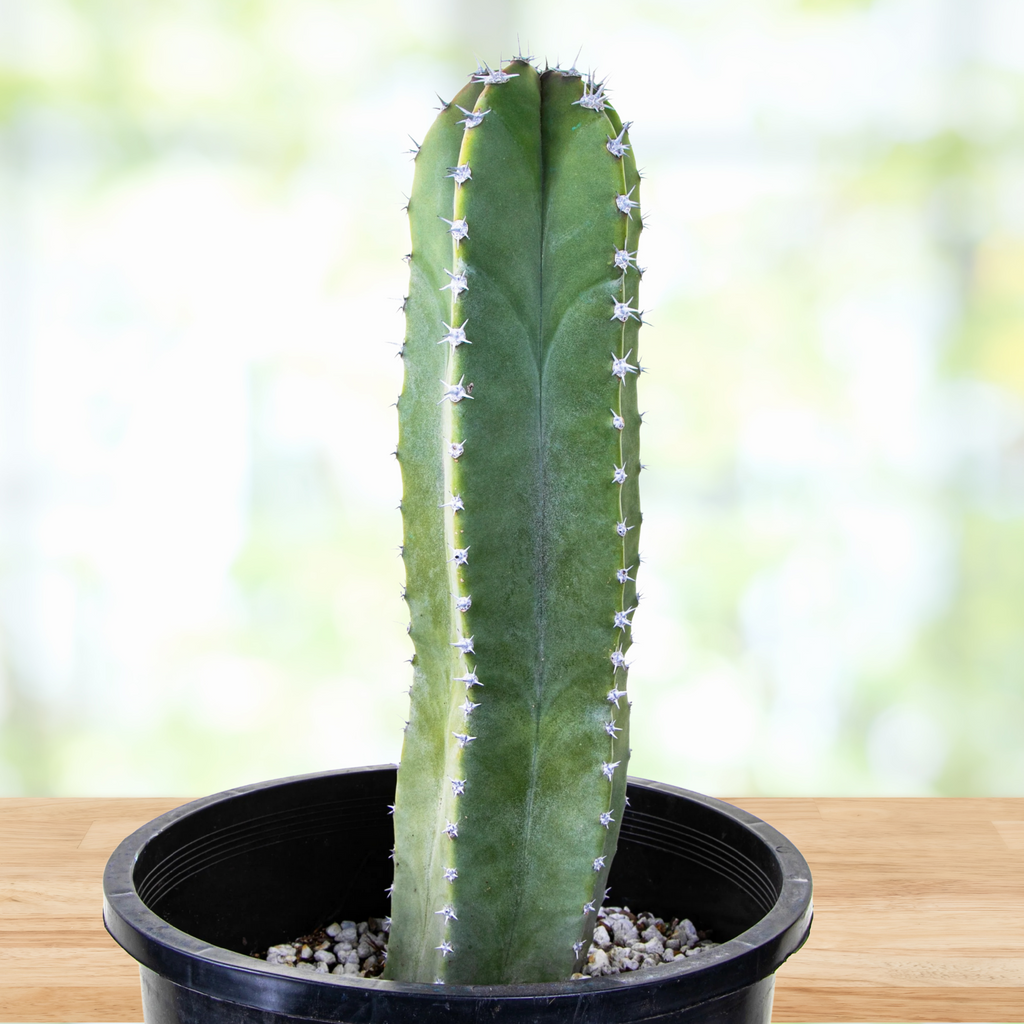 Senita Cactus