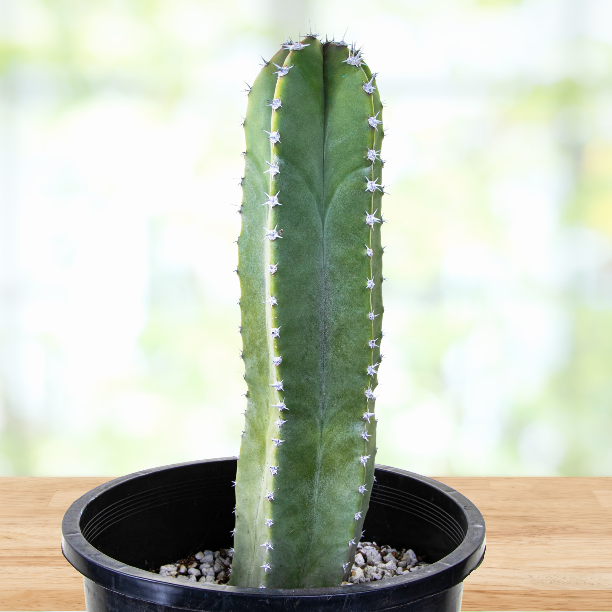 Senita Cactus