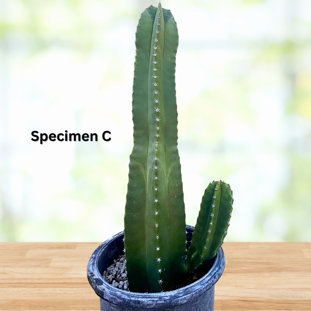Senita Cactus