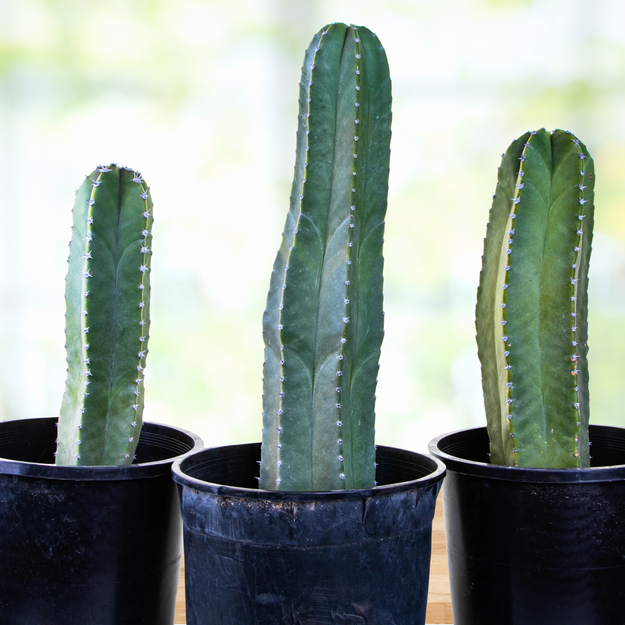Senita Cactus