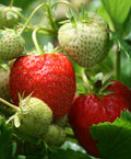 Sequoia Junebearer Strawberry - 20 root divisions
