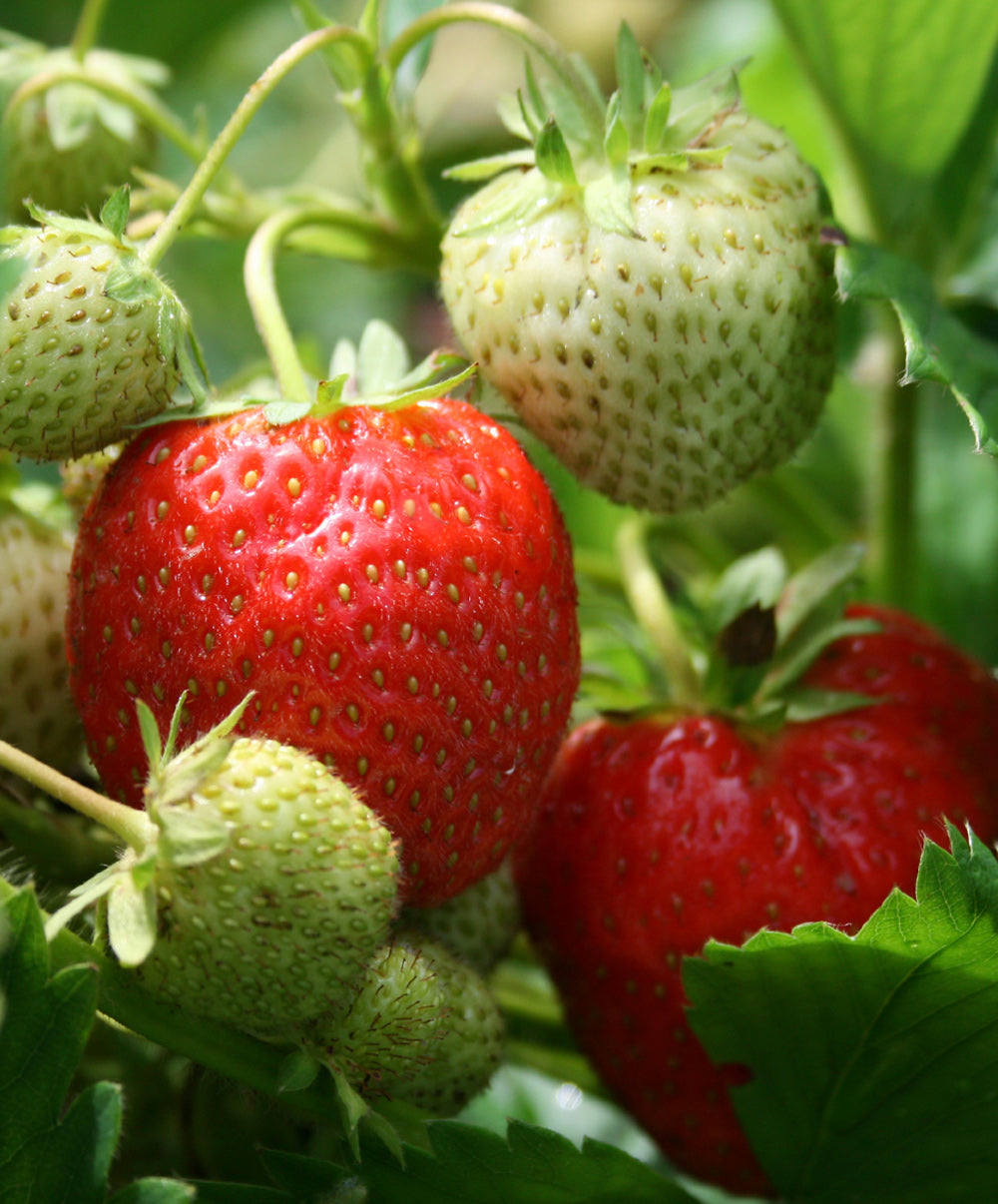 Sequoia Junebearer Strawberry - 20 root divisions