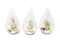 SALE - Set of 3 or 6 Teardrop Beach Terrariums with White Sand