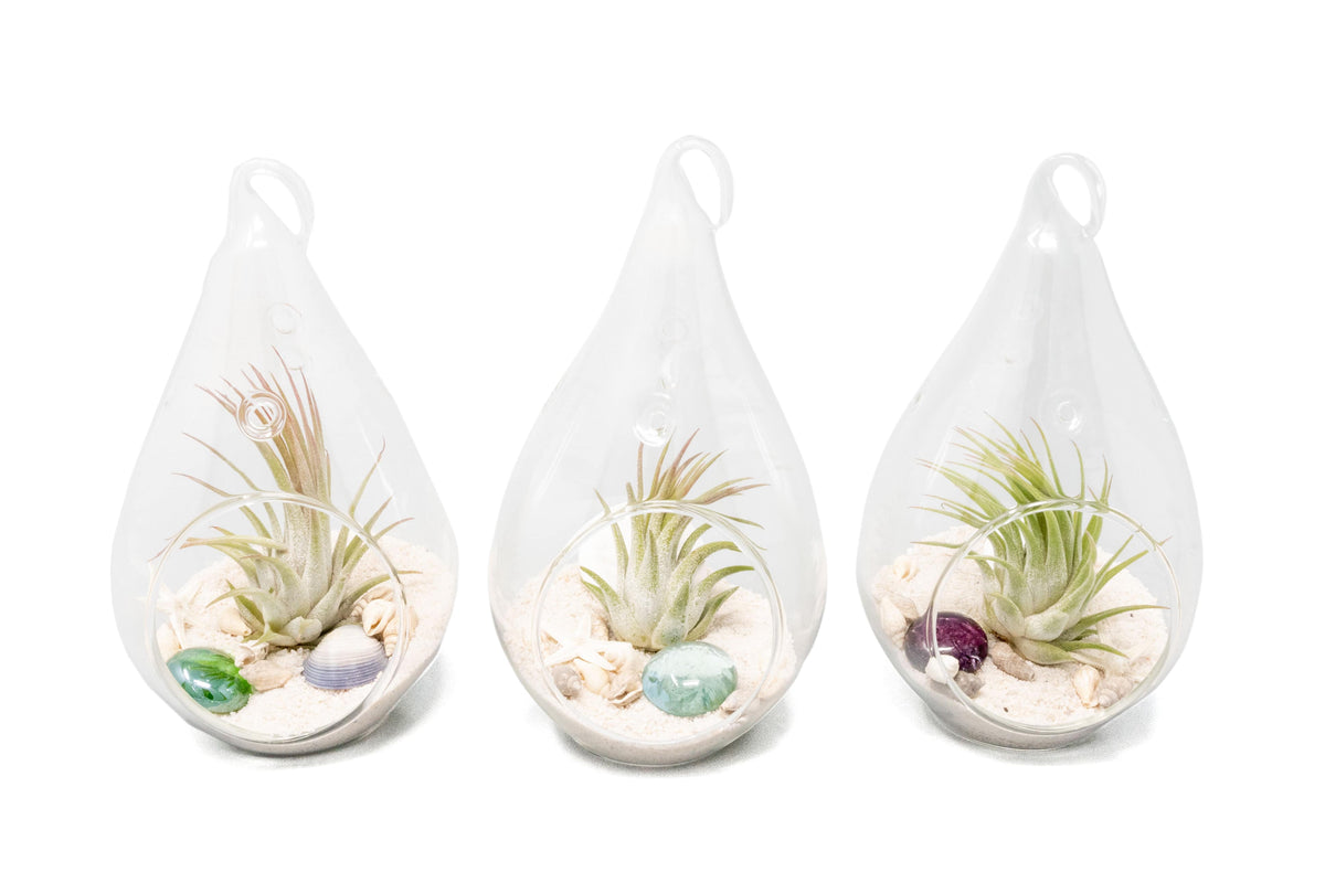SALE - Set of 3 or 6 Teardrop Beach Terrariums with White Sand