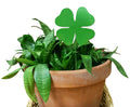 Shamrock Ornament or Plant Stake
