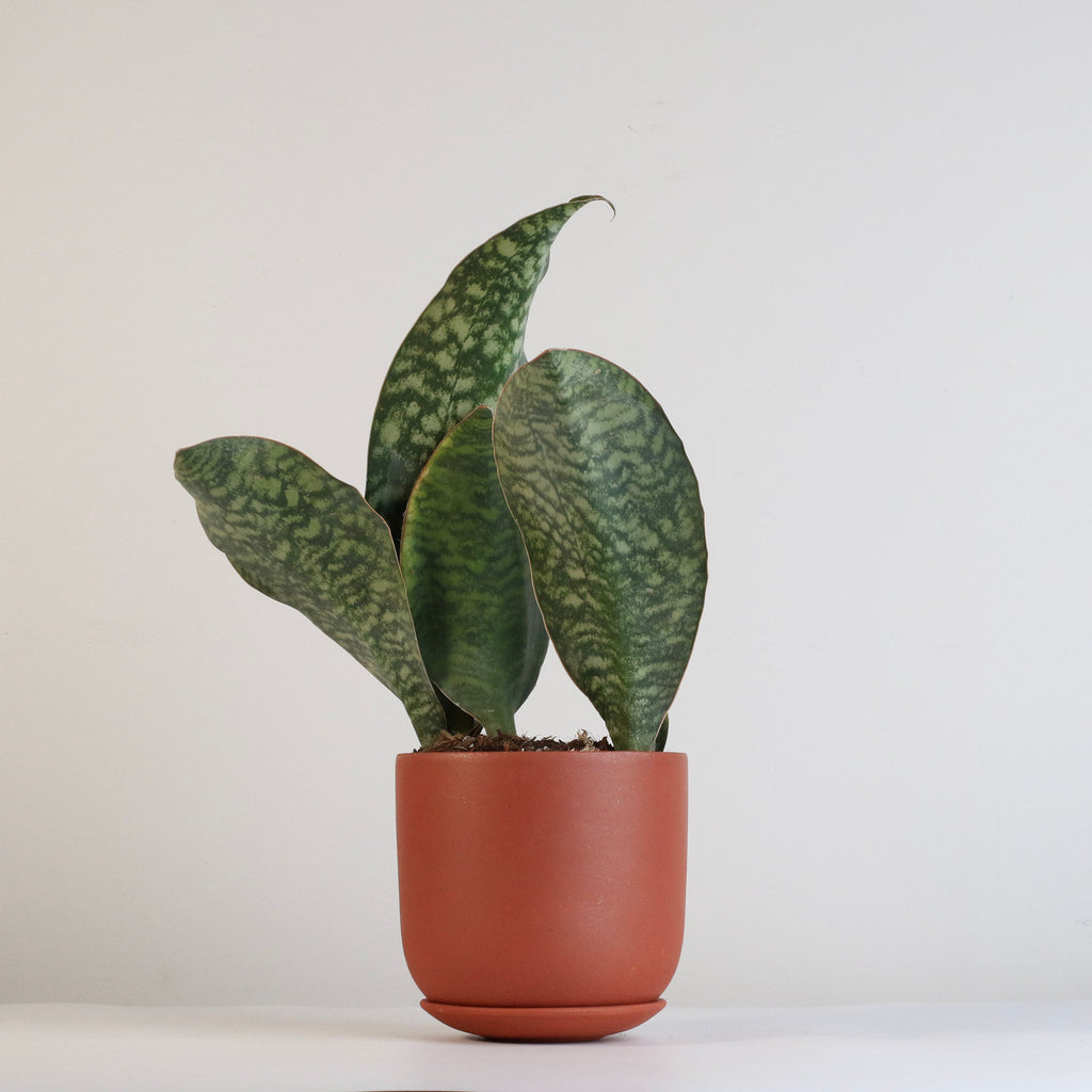 Shark Fin Sansevieria Snake Plant