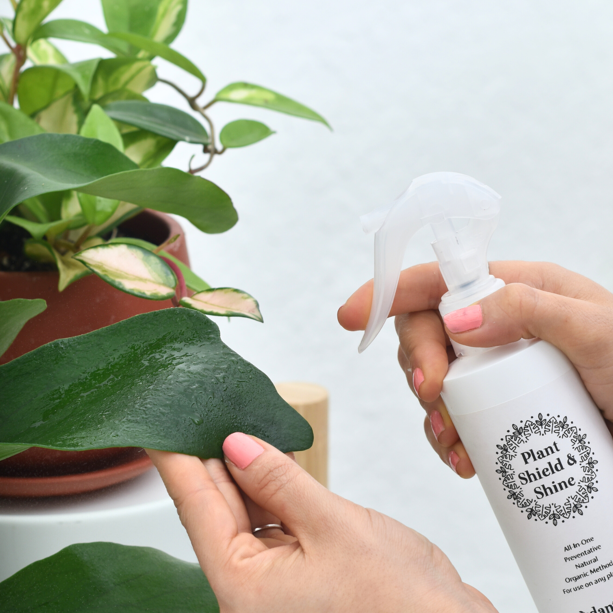 Plant Shield and Shine