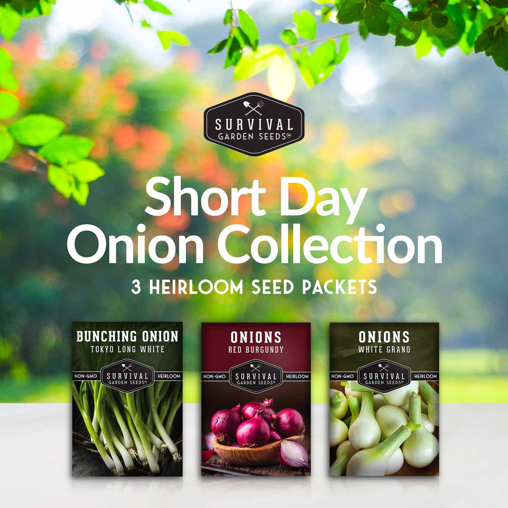 Short Day Onion Seed Collection – Red Burgundy, White Grano & Tokyo Long White Bunching for Southern Gardeners