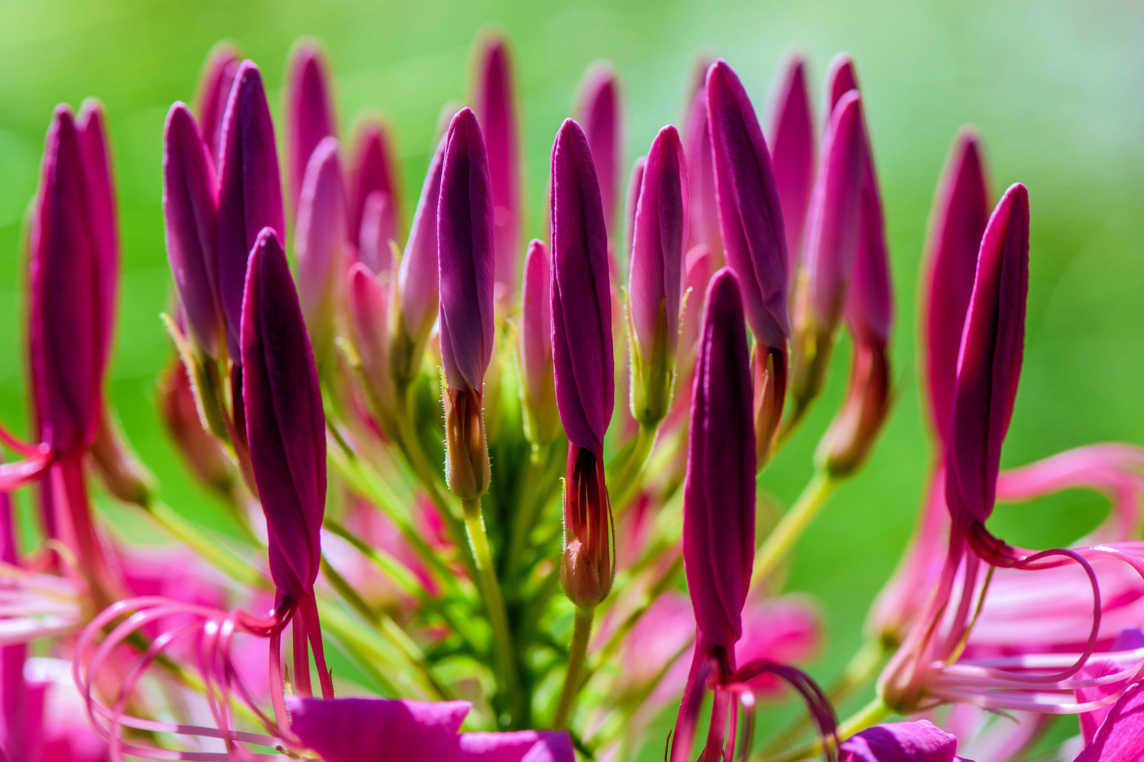 100 VIOLET QUEEN CLEOME Hassleriana Cleome Spinosa Purple Spider Flower Seeds
