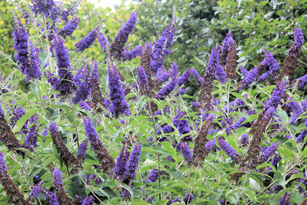 Buddleja Fragrant 50 Dark PURPLE BUTTERFLY BUSH Buddleja Davidii Hummingbird Shrub Fragr ...