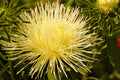 30 YELLOW NEEDLE ASTER Callistephus Chinensis Unicom Flower Seeds