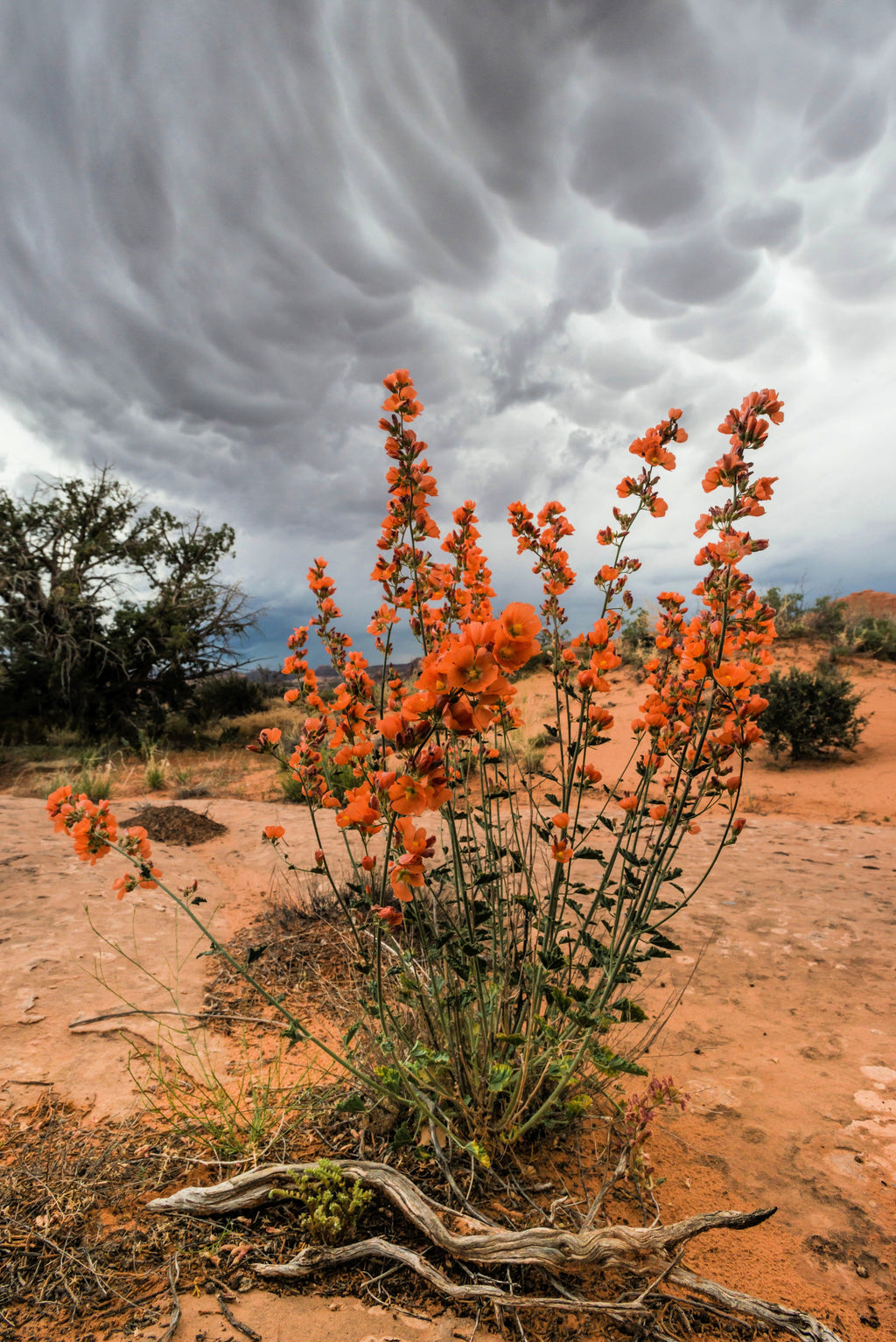 20 Apricot DESERT GLOBEMALLOW Mallow Sphaeralcea Ambigua Flower Seeds