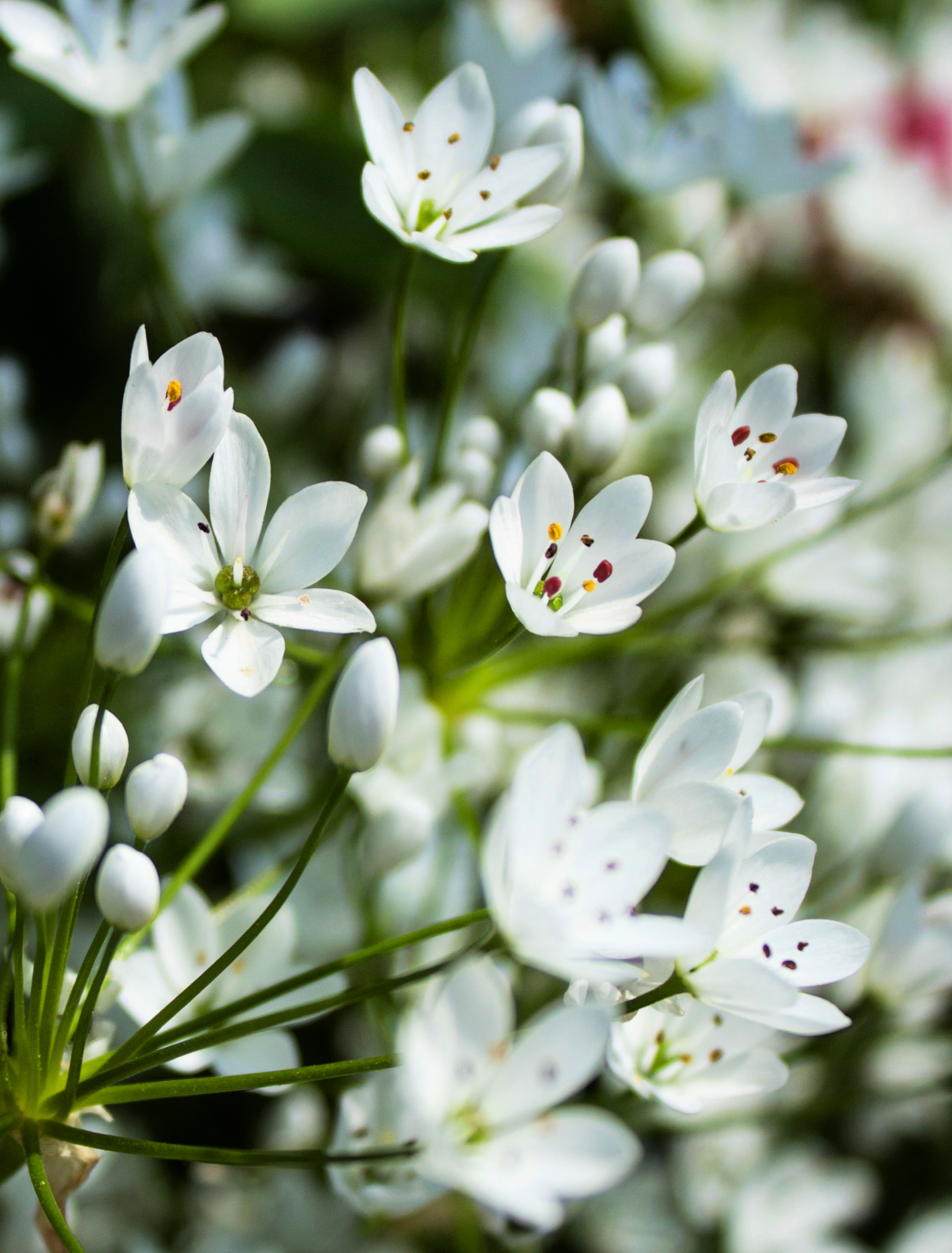 10 WHITE ALLIUM Neapolitanum Flowering or Naples Onion, Neopolitan or Daffodil Garlic Ornamental Flower Seeds
