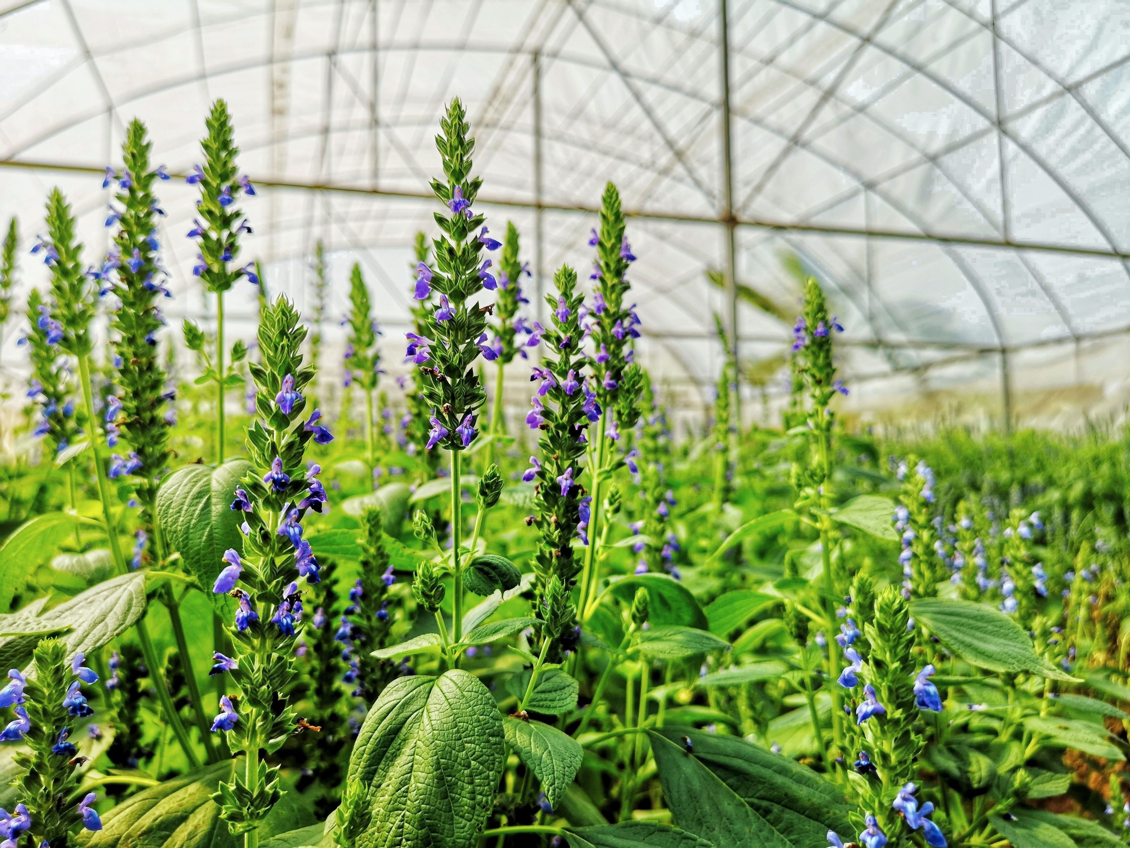 1000 CHIA SAGE / SALVIA Salvia Hispanica Flower Seeds