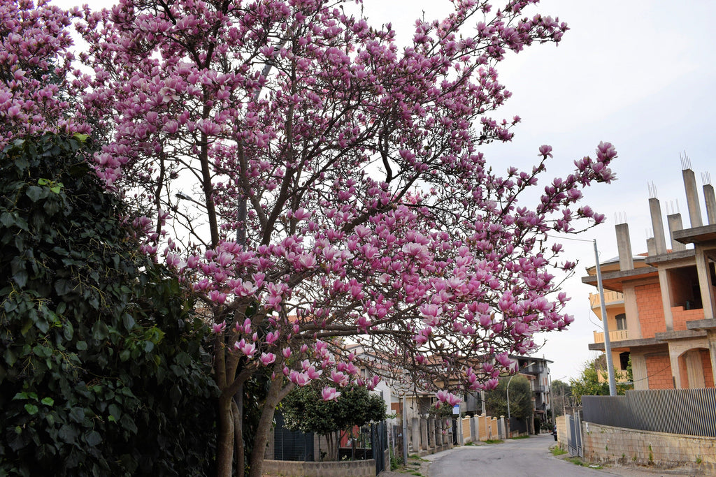 5 LILY MAGNOLIA Flower TREE Pink & Purple Fragrant Tulip Magnol Liliiflora Seeds