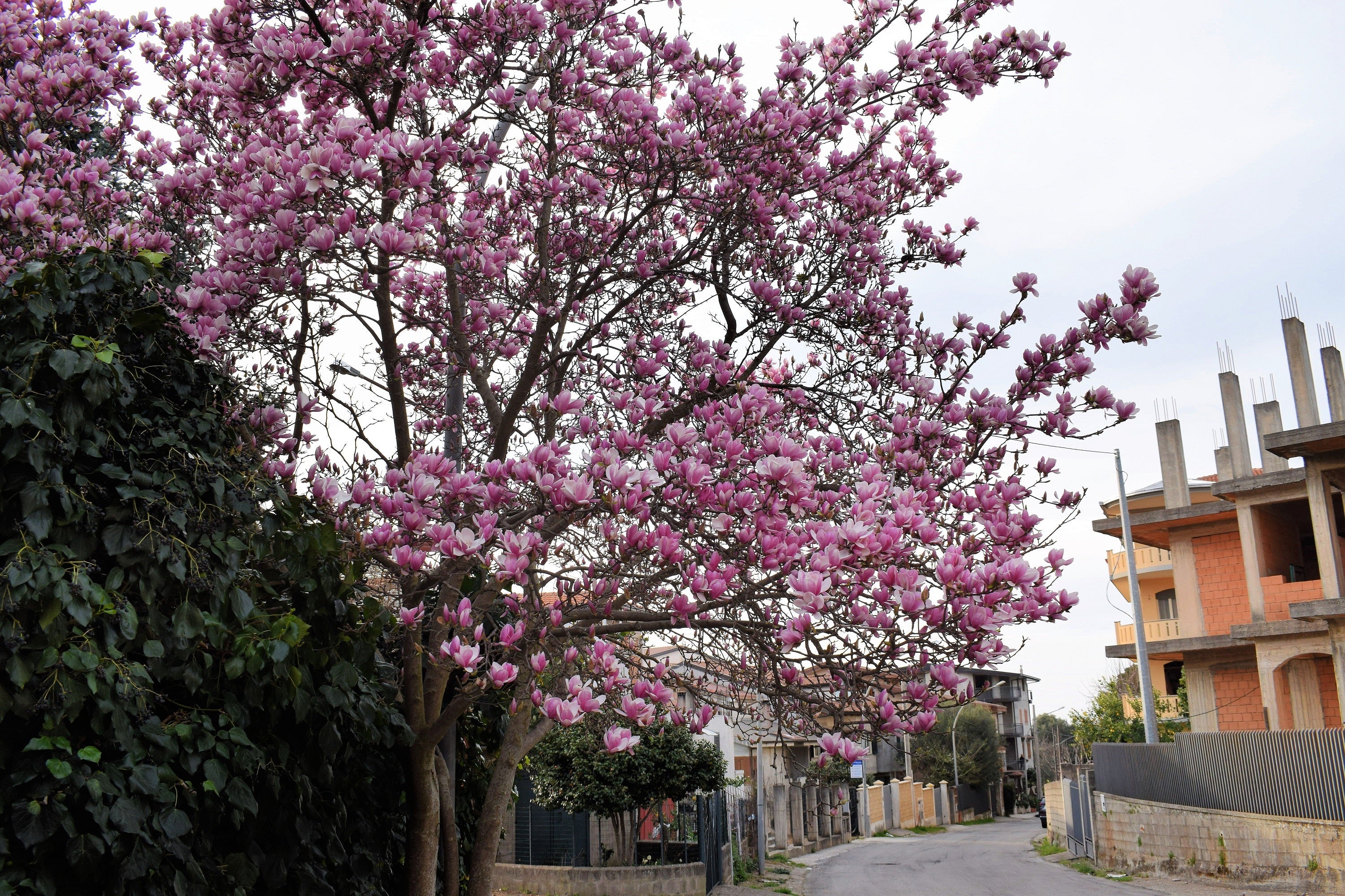 5 LILY MAGNOLIA Flower TREE Pink & Purple Fragrant Tulip Magnol Liliiflora Seeds