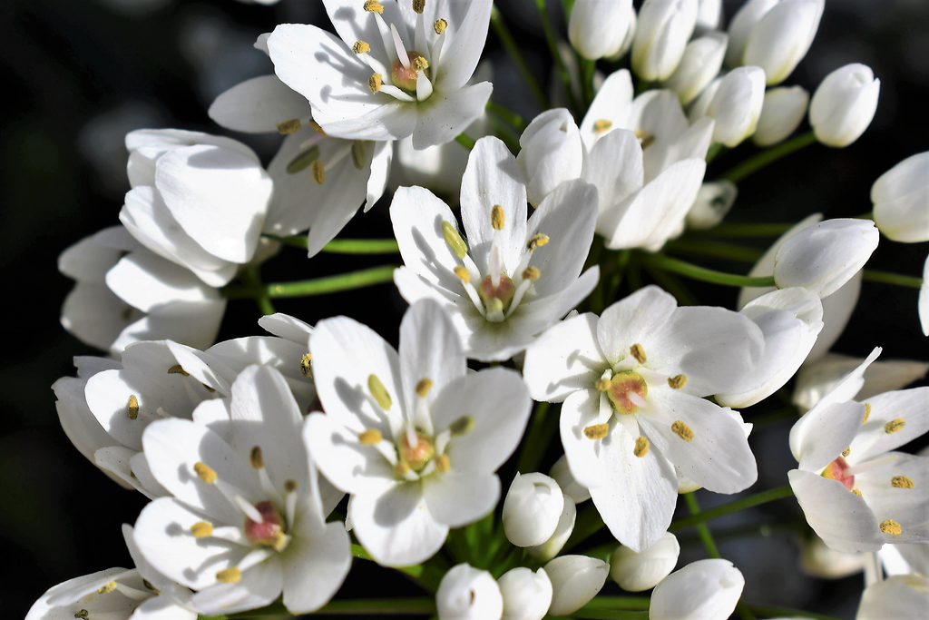 10 WHITE ALLIUM Neapolitanum Flowering or Naples Onion, Neopolitan or Daffodil Garlic Ornamental Flower Seeds