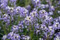 100 WONDERLAND BLUE ALYSSUM Lobularia Maritima Flower Seeds