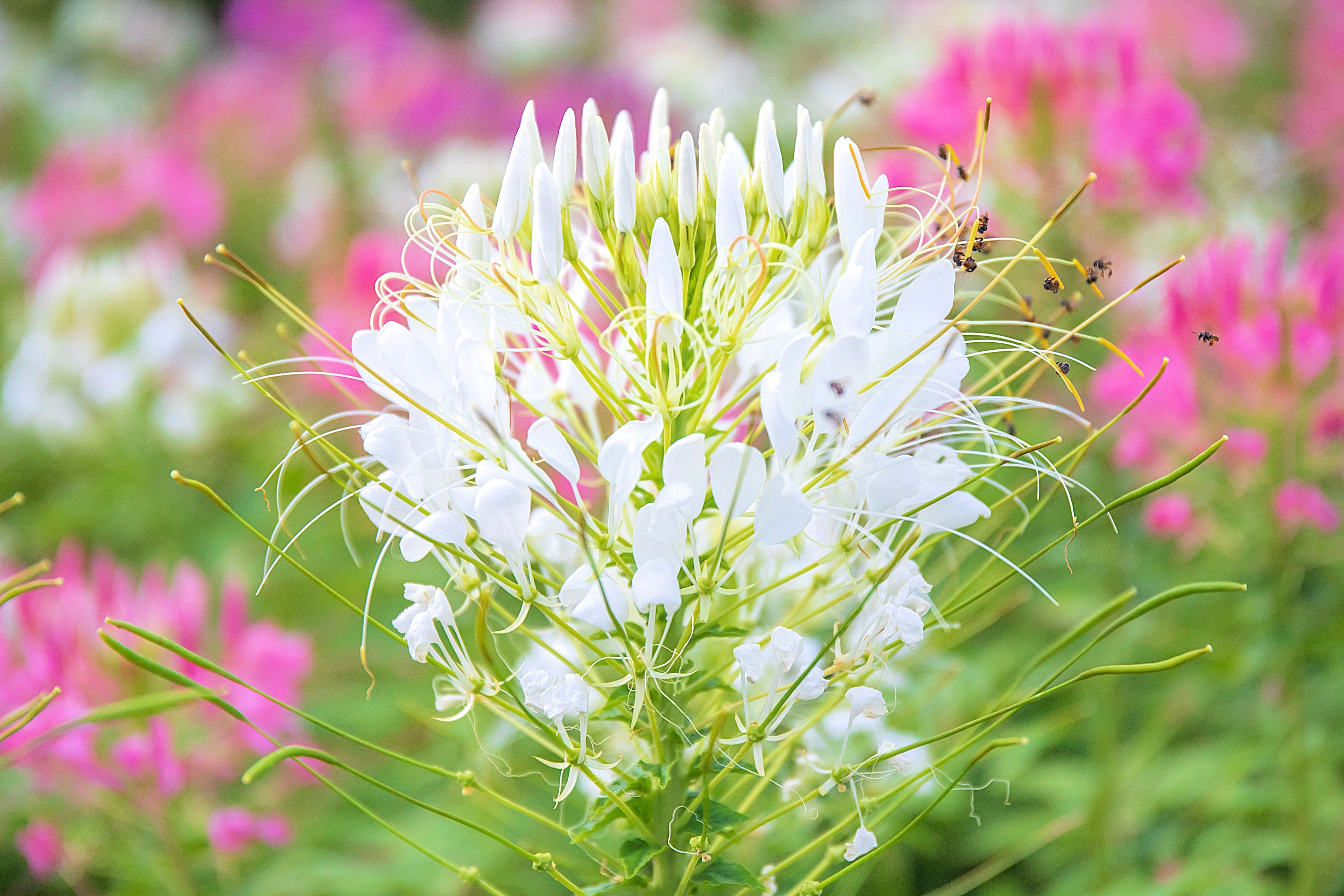 200 WHITE QUEEN CLEOME (Spider Flower) Cleome Hassleriana Cleome Spinosa Flower Seeds