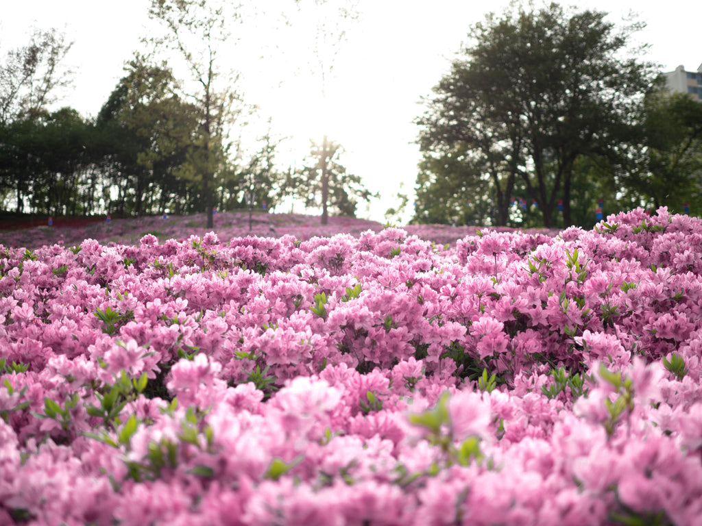 50 PINK ROYAL AZALEA Rhododendron Schlippenbachii Bush Shrub Flower Seeds