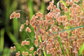 100 QUAKING GRASS (Rattlesnake Grass) Briza Maxima Seeds