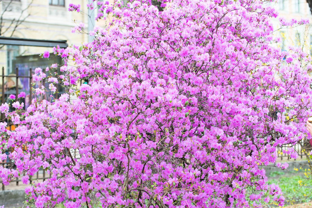 50 PINK ROYAL AZALEA Rhododendron Schlippenbachii Bush Shrub Flower Seeds