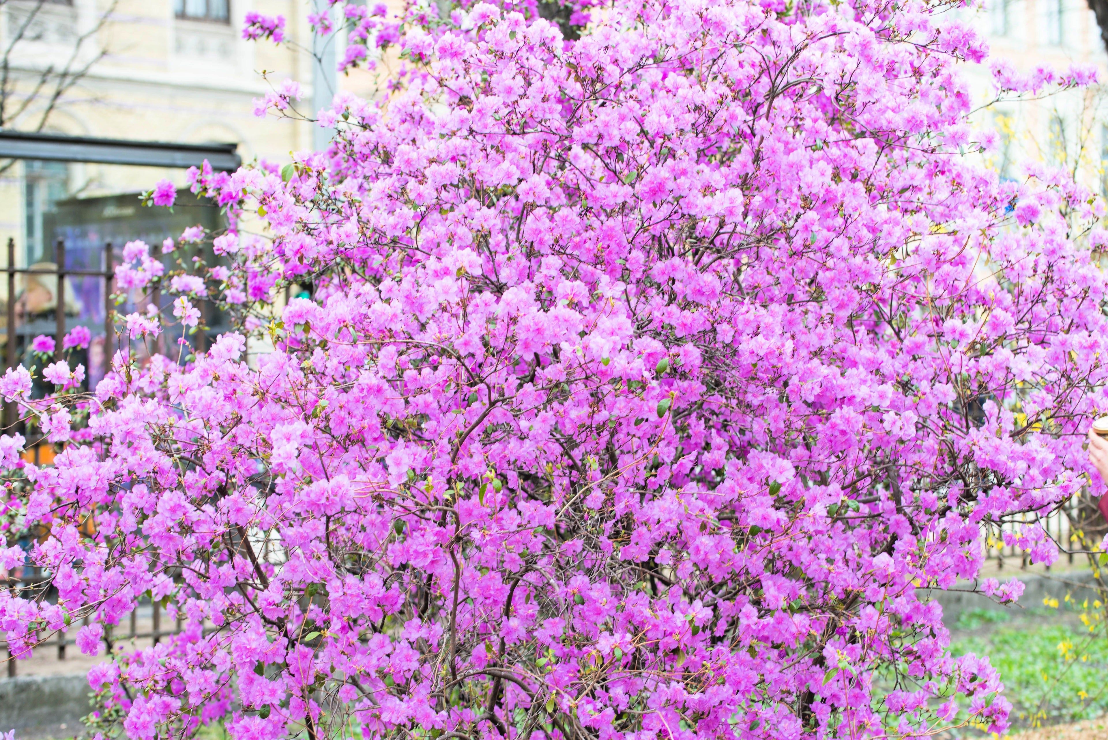 50 PINK ROYAL AZALEA Rhododendron Schlippenbachii Bush Shrub Flower Seeds