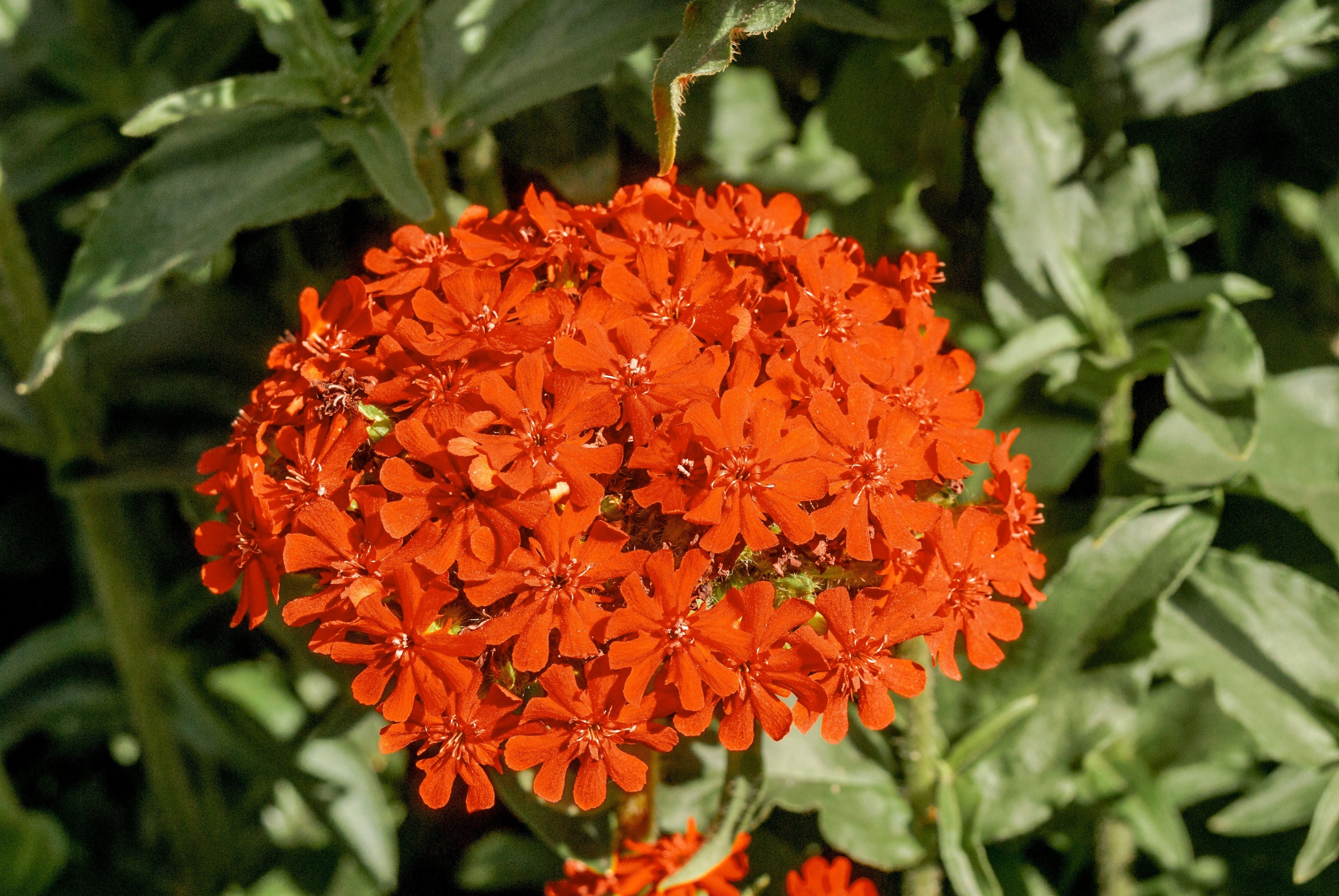 300 MALTESE CROSS Jerusalem Cross Lychnis Chalcedonica Campion Silene Flower Seeds