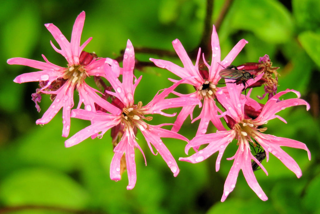 100 RAGGED ROBIN Pink Purplish Lychnis Flos Cuculi Flower Seeds
