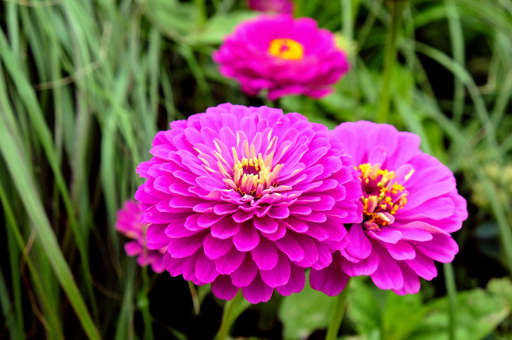 250 PURPLE PRINCE ZINNIA Elegans Flower Seeds