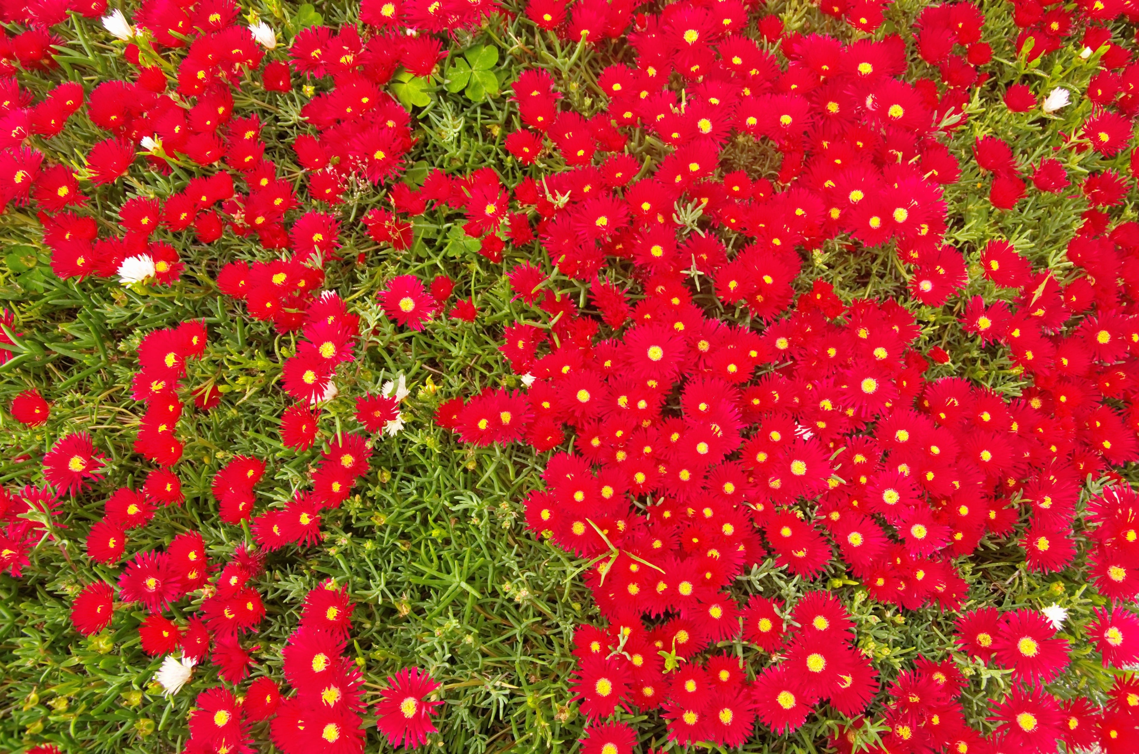 100 Gelato Bright RED ICE PLANT Mesembryanthemum Daisy Livingstone Flower Seeds