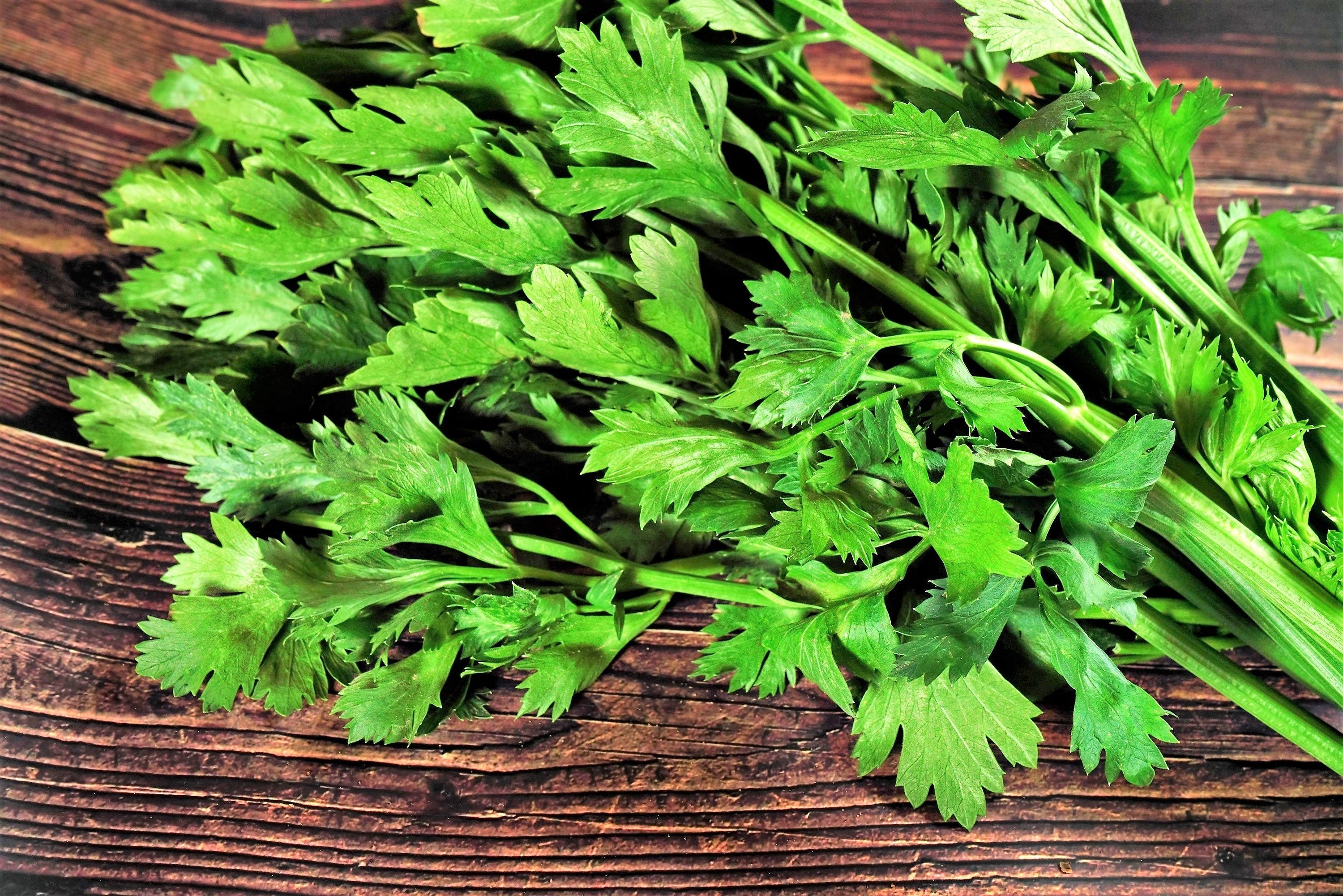 2000 Cutting LEAF CELERY Apium Graveolens Secalinum European Chinese Herb Seeds