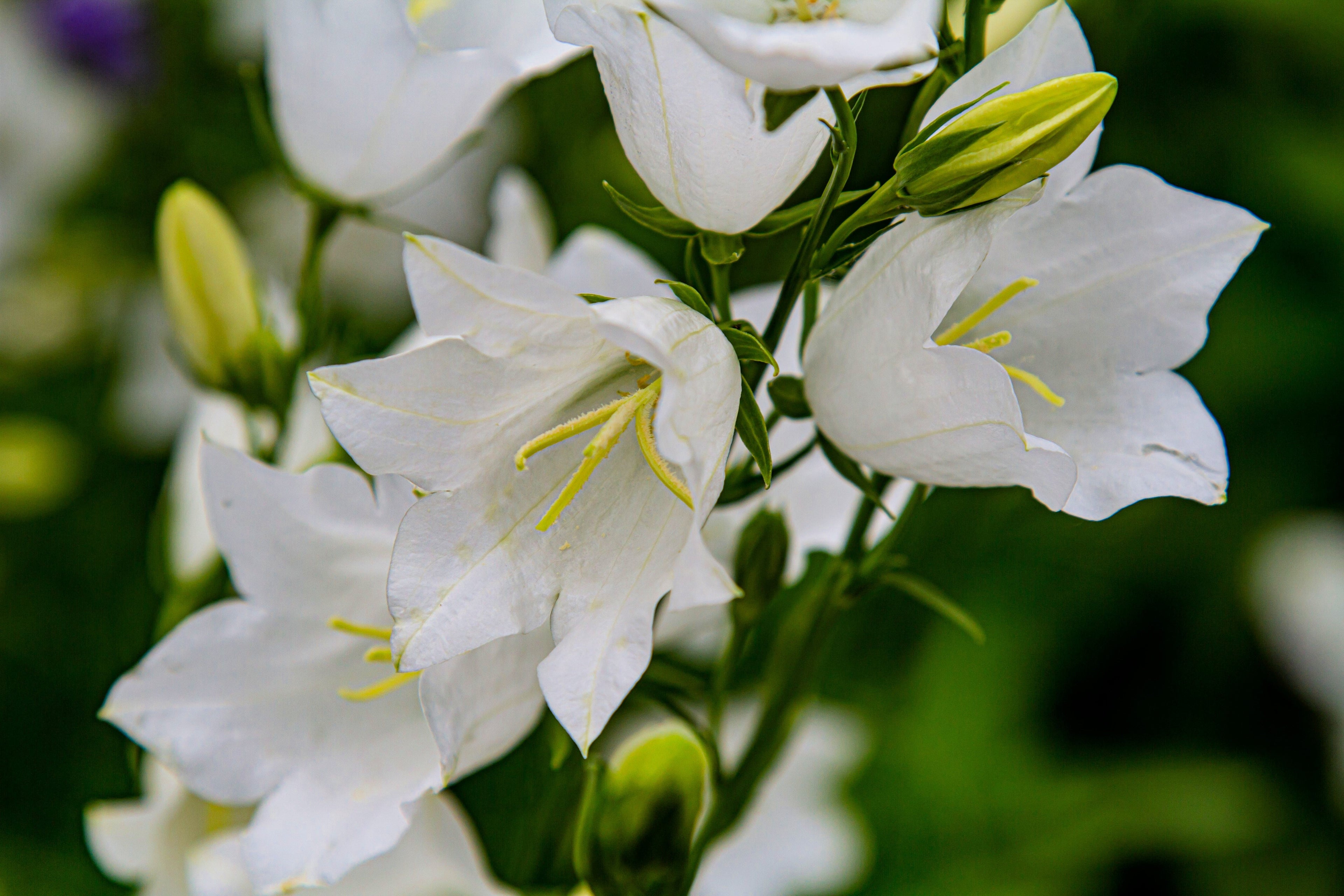 500 White PEACH LEAVED BELLFLOWER Campanula Persicifolia Flower Seeds