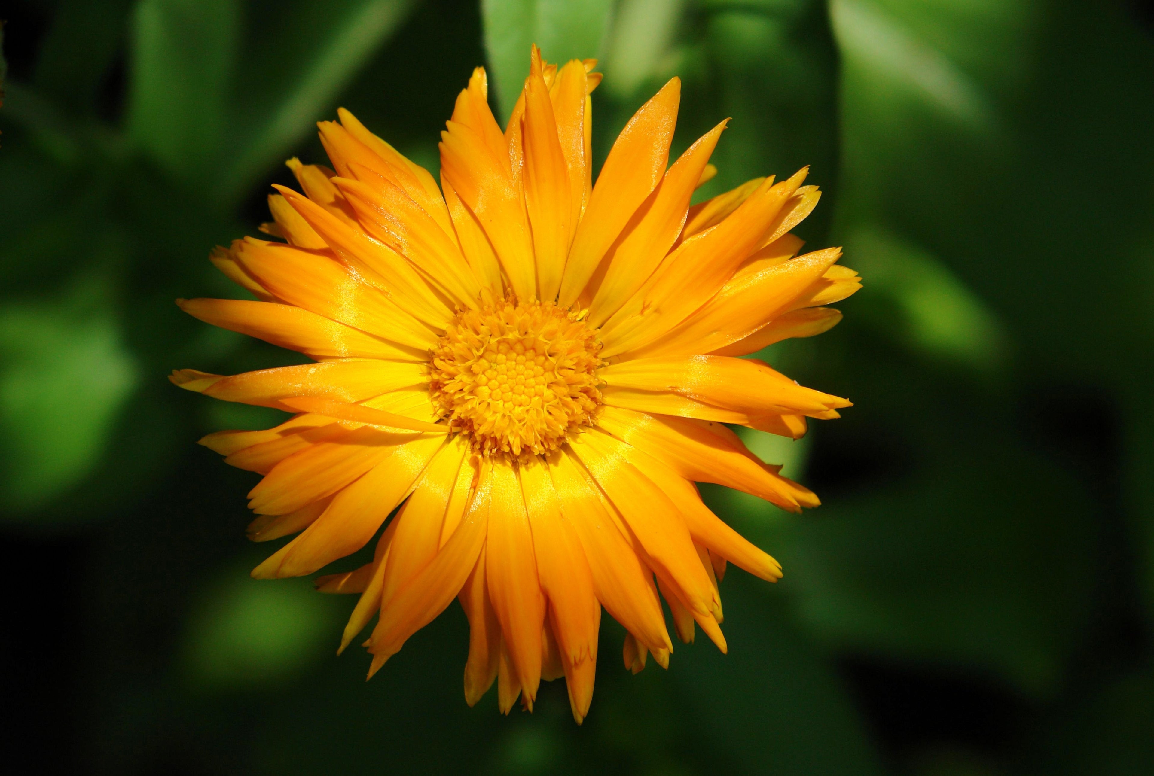 50 RADIO ENGLISH MARIGOLD Calendula Officinalis Orange & Yellow Pot Marigold Flower Seeds